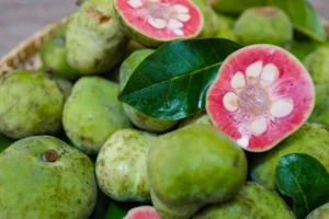 Đặc Điểm Của Quả Chay