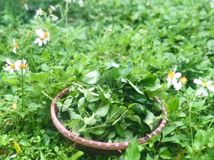 Lưu Ý Khi Sử Dụng Rau Xuyến Chi